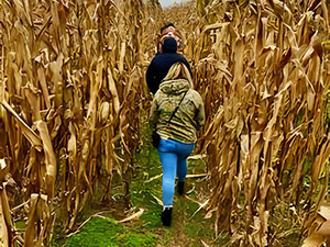 cornmaze photo