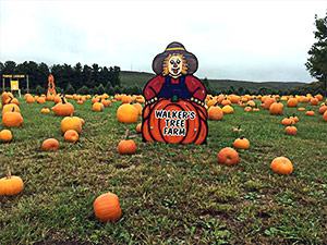 pumpkin patch